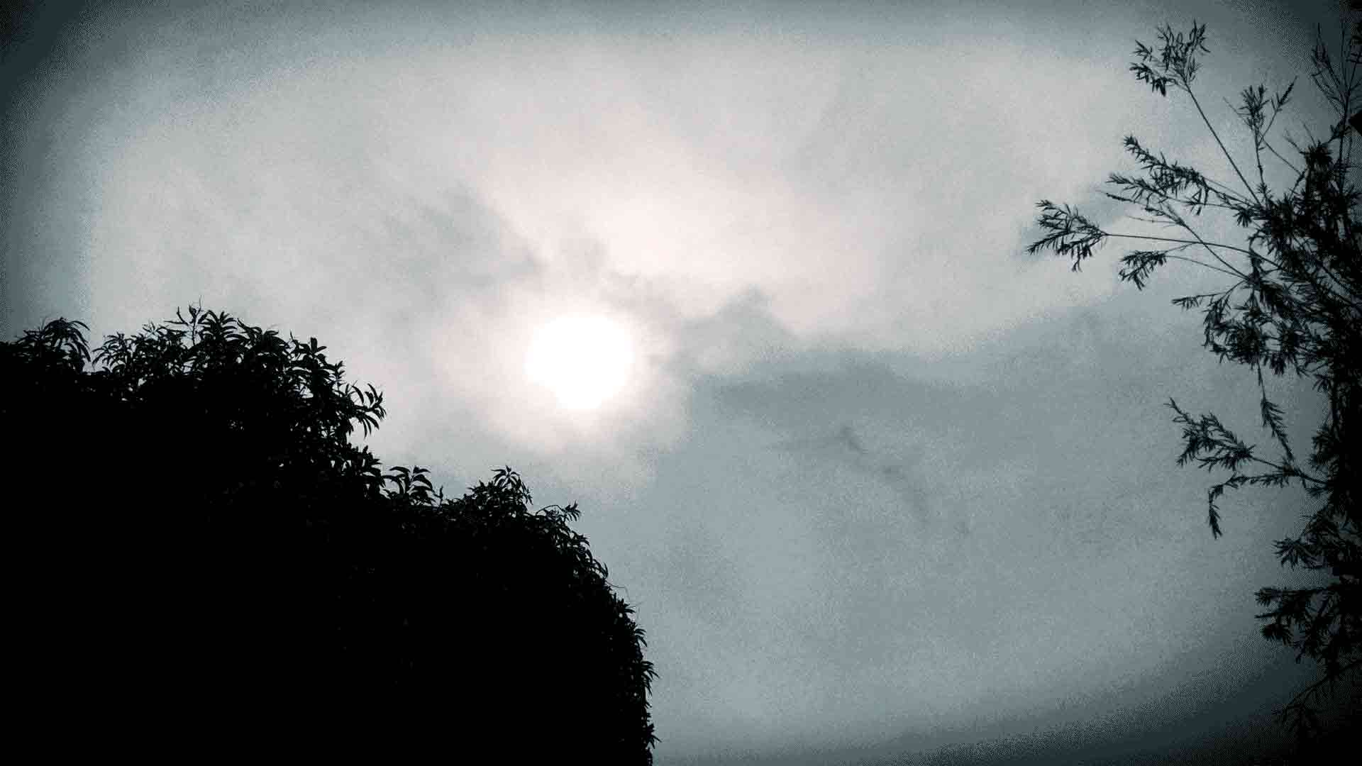 Rainy sky and tree