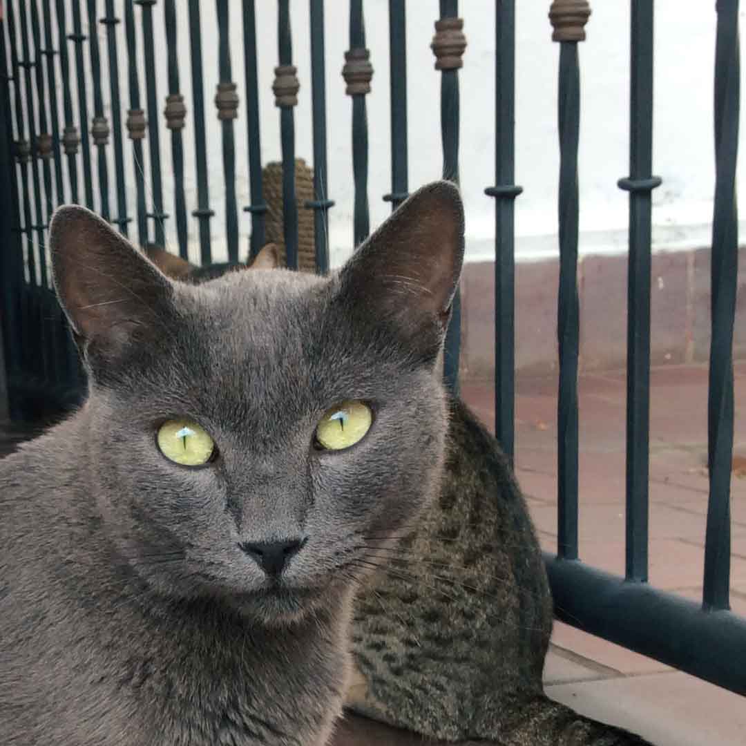 Love competitions - Competencias de amor - A study by/Un estudio por Raúl Hurtado Raul Hurtado gray cat Gordo