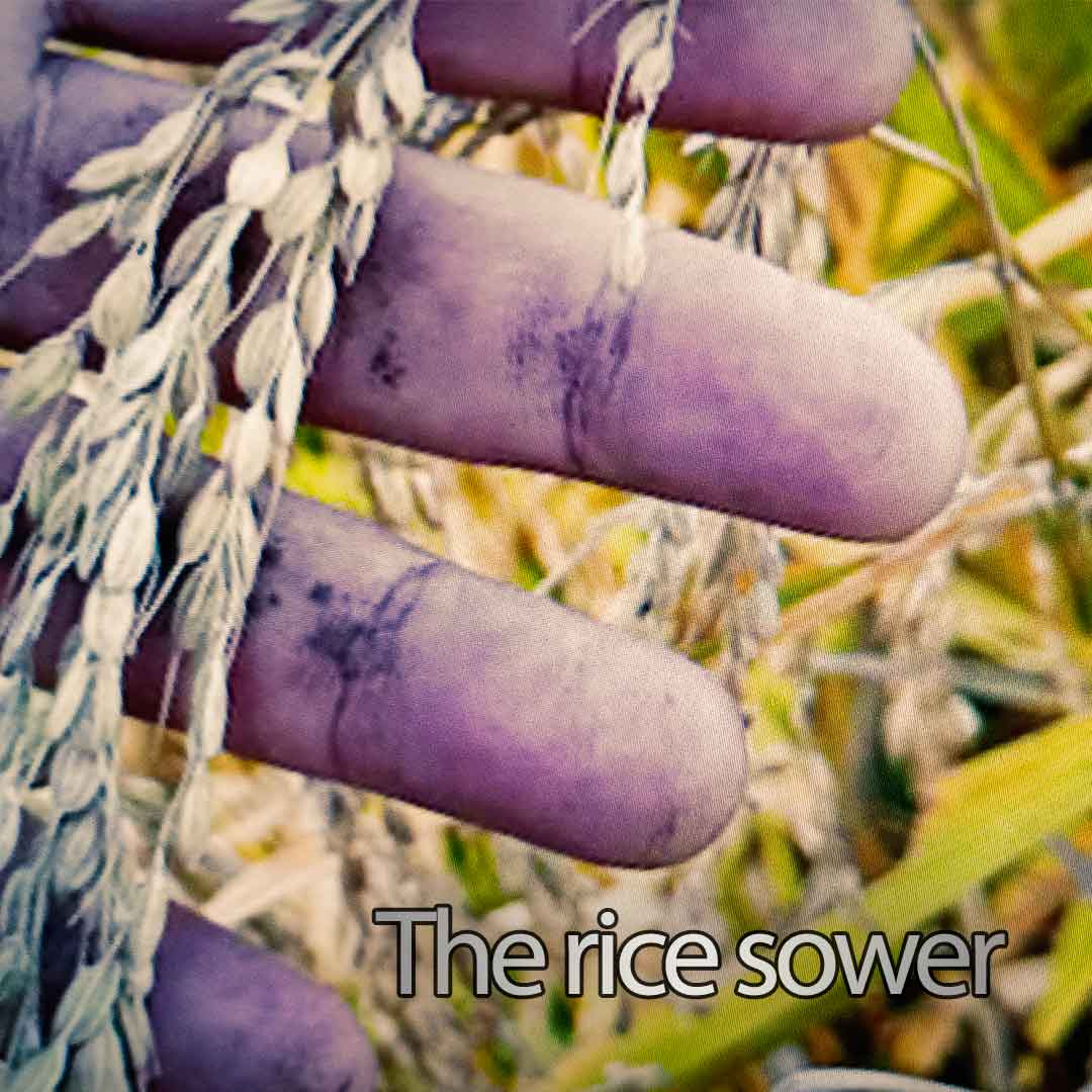 The rice sower, a short story by Raúl Hurtado The rice sower artwork